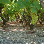 Παραλαβή σταφυλιών από 27.09.21 έως και 1.10.21