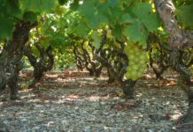 Παραλαβή σταφυλιών από 20/09/2021 έως και 24/09/2021