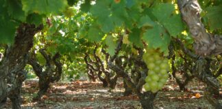 Παραλαβή σταφυλιών από 27.09.21 έως και 1.10.21