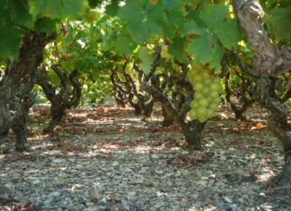 Παραλαβή σταφυλιών από 27.09.21 έως και 1.10.21