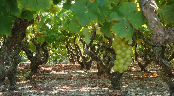 Παραλαβή σταφυλιών από 27.09.21 έως και 1.10.21