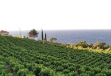 Πρόγραμμα παραλαβής σταφυλιών 12.09.22 έως και 17.09.22