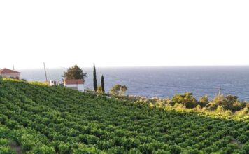 Πρόγραμμα παραλαβής σταφυλιών 12.09.22 έως και 17.09.22