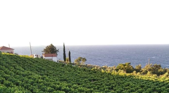 Πρόγραμμα παραλαβής σταφυλιών 12.09.22 έως και 17.09.22