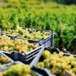 Πρόγραμμα παραλαβής σταφυλιών 22.8.22 έως και 27.8.22