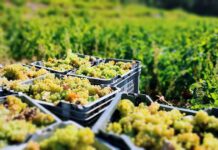 Πρόγραμμα παραλαβής σταφυλιών 19.09.2022 έως και 23.09.2022