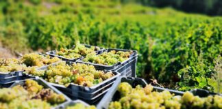 Ανακοίνωση για παραλαβή δελτίων παράδοσης σταφυλιών 2022