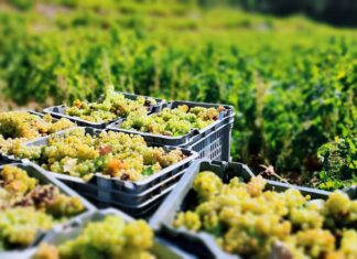 Πρόγραμμα παραλαβής σταφυλιών 05.09.2022 έως και 10.09.2022