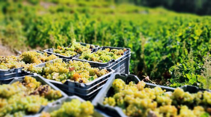 Πρόγραμμα παραλαβής σταφυλιών 22.8.22 έως και 27.8.22