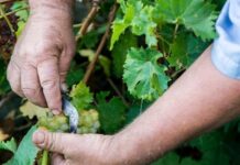 ΔΕΛΤΙΟ ΤΡΥΓΟΥ 2022 – ΕΟΣ Σάμου