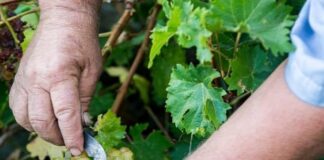 ΔΕΛΤΙΟ ΤΡΥΓΟΥ 2022 – ΕΟΣ Σάμου