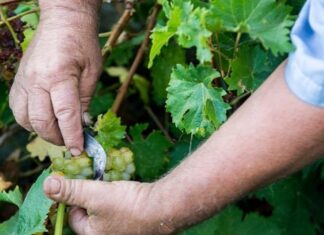 ΔΕΛΤΙΟ ΤΡΥΓΟΥ 2022 – ΕΟΣ Σάμου