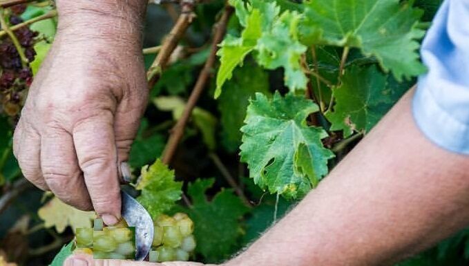 ΔΕΛΤΙΟ ΤΡΥΓΟΥ 2022 – ΕΟΣ Σάμου