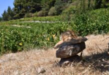 ΑΡΧΕΓΟΝΑ ΕΔΑΦΗ εσοδείας 2021