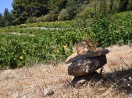 ΑΡΧΕΓΟΝΑ ΕΔΑΦΗ εσοδείας 2021