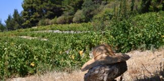 ΑΡΧΕΓΟΝΑ ΕΔΑΦΗ εσοδείας 2021