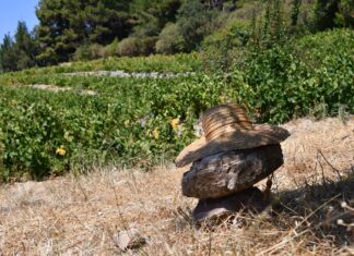 ΑΡΧΕΓΟΝΑ ΕΔΑΦΗ εσοδείας 2021