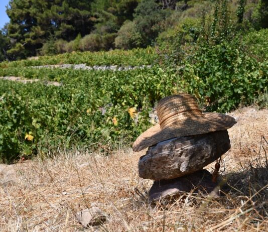 ΑΡΧΕΓΟΝΑ ΕΔΑΦΗ εσοδείας 2021