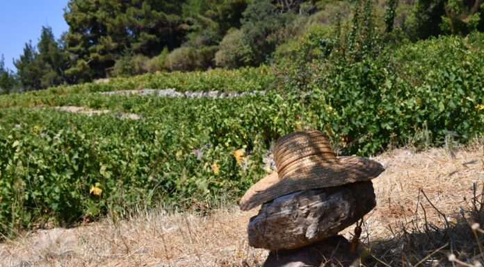 ΑΡΧΕΓΟΝΑ ΕΔΑΦΗ εσοδείας 2021