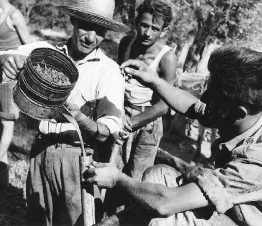 Αυθεντικές ιστορίες σαμιώτικου μοσχάτου