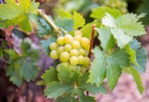 Παραλαβή σταφυλιών από 11-09-2023 έως και 16-09-2023