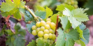 Παραλαβή σταφυλιών από 11-09-2023 έως και 16-09-2023