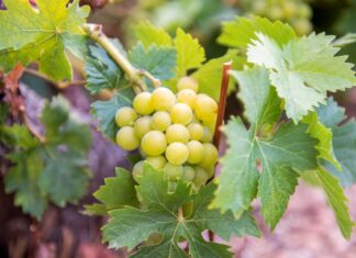 Παραλαβή σταφυλιών από 11-09-2023 έως και 16-09-2023