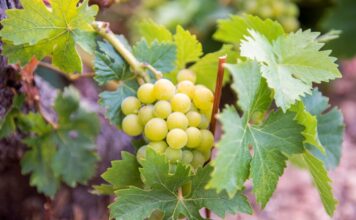 Παραλαβή σταφυλιών από 11-09-2023 έως και 16-09-2023