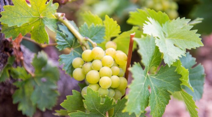 Παραλαβή σταφυλιών από 11-09-2023 έως και 16-09-2023