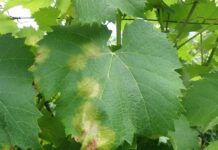 ΑΝΑΚΟΙΝΩΣΗ ΦΥΤΟΠΡΟΣΤΑΣΙΑΣ