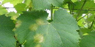 ΑΝΑΚΟΙΝΩΣΗ ΦΥΤΟΠΡΟΣΤΑΣΙΑΣ