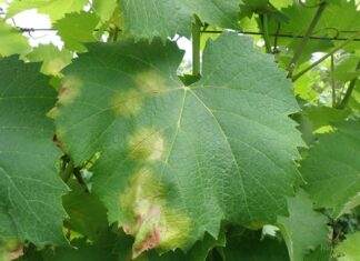 ΑΝΑΚΟΙΝΩΣΗ ΦΥΤΟΠΡΟΣΤΑΣΙΑΣ