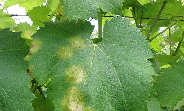 ΑΝΑΚΟΙΝΩΣΗ ΦΥΤΟΠΡΟΣΤΑΣΙΑΣ