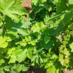 Επαναληπτικός ψεκασμός για την μείωση του πληθυσμού της ευδεμίδας στην Ανατολική Σάμο