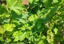 Επαναληπτικός ψεκασμός για την μείωση του πληθυσμού της ευδεμίδας στην Ανατολική Σάμο