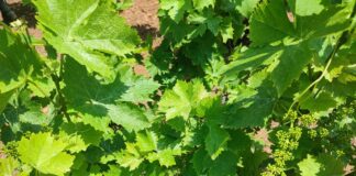 Επαναληπτικός ψεκασμός για την μείωση του πληθυσμού της ευδεμίδας στην Ανατολική Σάμο