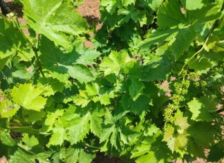 Επαναληπτικός ψεκασμός για την μείωση του πληθυσμού της ευδεμίδας στην Ανατολική Σάμο