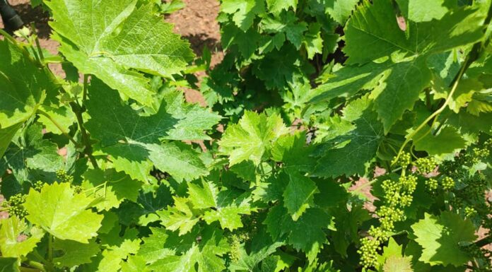 Επαναληπτικός ψεκασμός για την μείωση του πληθυσμού της ευδεμίδας στην Ανατολική Σάμο