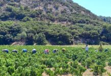 Ο ΣΑΜΙΑΚΟΣ ΑΜΠΕΛΩΝΑΣ “ΜΑΓΕΨΕ” 30 SOMMELIER ΜΕ ΑΣΤΕΡΙΑ ΜICHELIN