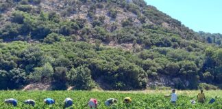 Ο ΣΑΜΙΑΚΟΣ ΑΜΠΕΛΩΝΑΣ “ΜΑΓΕΨΕ” 30 SOMMELIER ΜΕ ΑΣΤΕΡΙΑ ΜICHELIN