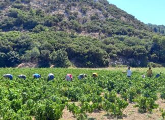 Ο ΣΑΜΙΑΚΟΣ ΑΜΠΕΛΩΝΑΣ “ΜΑΓΕΨΕ” 30 SOMMELIER ΜΕ ΑΣΤΕΡΙΑ ΜICHELIN