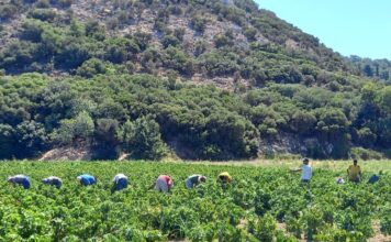 Ο ΣΑΜΙΑΚΟΣ ΑΜΠΕΛΩΝΑΣ “ΜΑΓΕΨΕ” 30 SOMMELIER ΜΕ ΑΣΤΕΡΙΑ ΜICHELIN