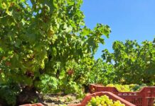 Παραλαβή σταφυλιών από 04-09-2023 έως και 09-09-2023