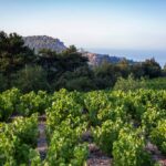 ΣΑΜΙΑΚΟΣ ΑΜΠΕΛΩΝΑΣ