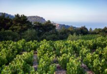 Παραλαβή σταφυλιών από 02-10-2023 έως και 06-10-2023