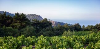 Παραλαβή σταφυλιών από 02-10-2023 έως και 06-10-2023