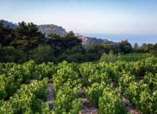 Παραλαβή σταφυλιών από 02-10-2023 έως και 06-10-2023