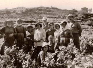 Ο χιλιοτραγουδισμένος τρύγος του σαμιώτικου μοσχάτου