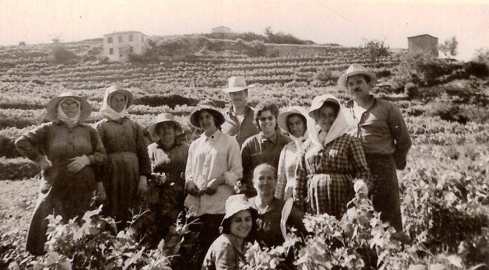 Ο χιλιοτραγουδισμένος τρύγος του σαμιώτικου μοσχάτου