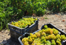 Παραλαβή σταφυλιών από 28-8-2023 έως και 2-9-2023